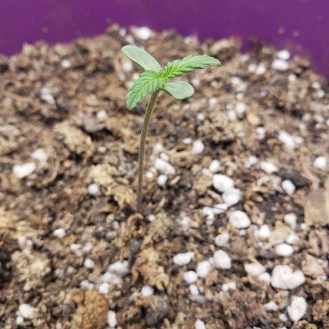 Maceta Violeta 4L growlog photo: Va hermoosa 😍🌱
