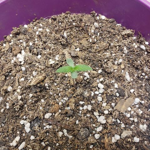 Maceta Violeta 4L growlog timeline photo