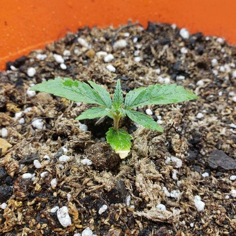 Maceta Naranja 4L growlog timeline photo