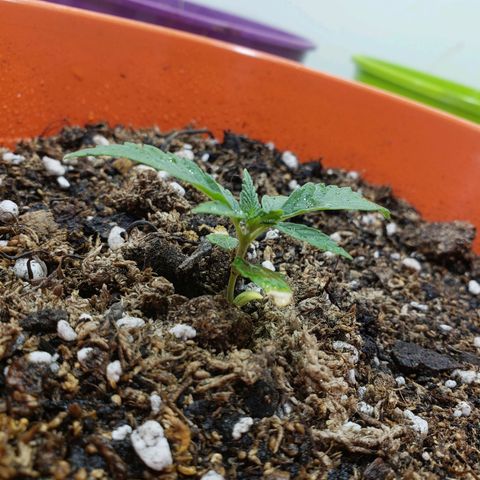 Maceta Naranja 4L growlog timeline photo