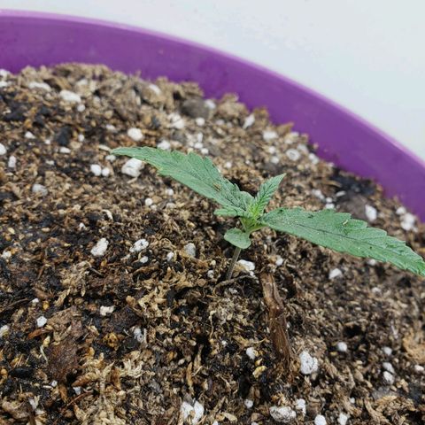 Maceta Violeta 4L growlog timeline photo