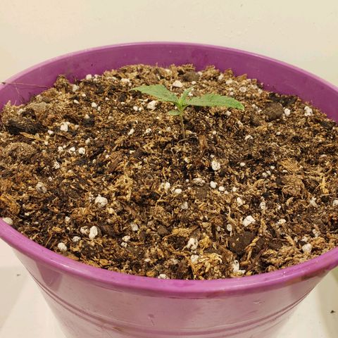Maceta Violeta 4L growlog timeline photo