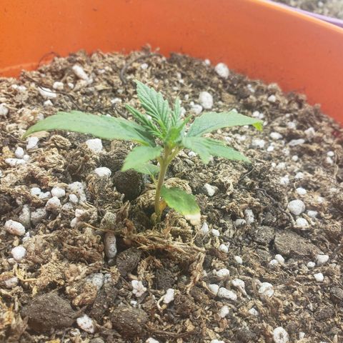 Maceta Naranja 4L growlog timeline photo