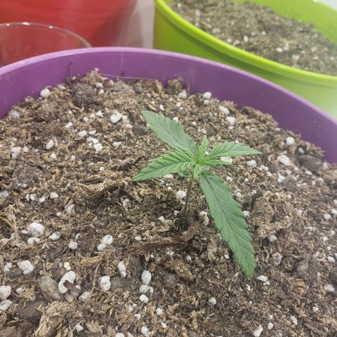 Maceta Violeta 4L growlog timeline photo