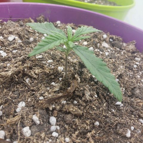 Maceta Violeta 4L growlog timeline photo