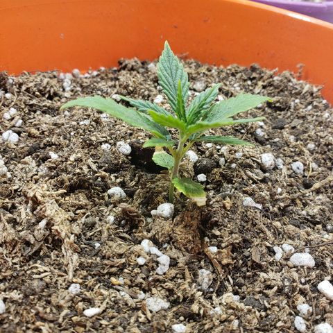 Maceta Naranja 4L growlog timeline photo