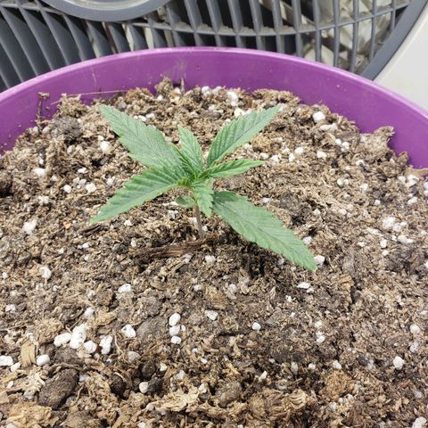 Maceta Violeta 4L growlog timeline photo