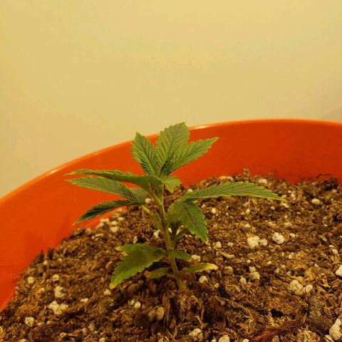 Maceta Naranja 4L growlog timeline photo