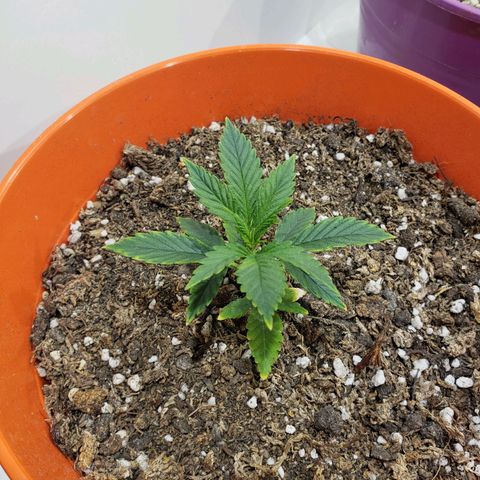 Maceta Naranja 4L growlog timeline photo