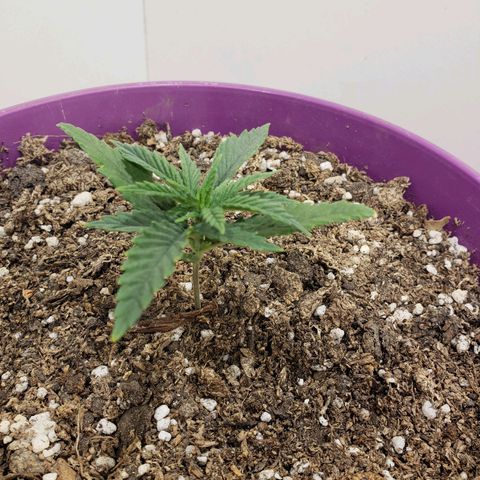 Maceta Violeta 4L growlog timeline photo