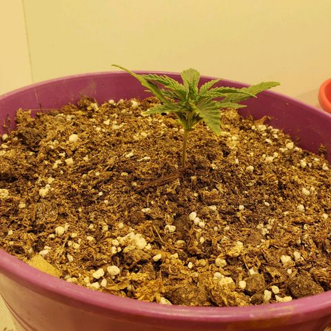 Maceta Violeta 4L growlog timeline photo