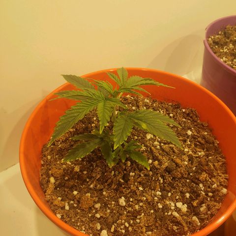 Maceta Naranja 4L growlog timeline photo