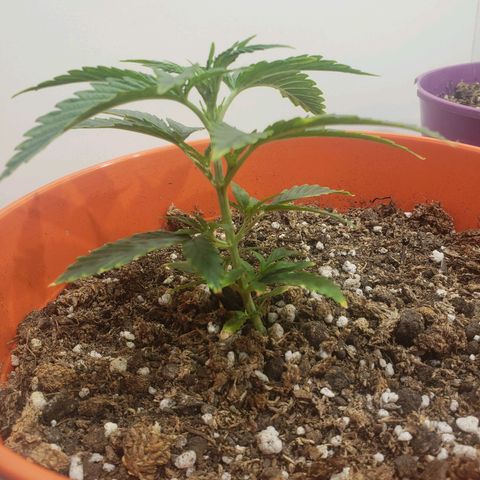 Maceta Naranja 4L growlog timeline photo