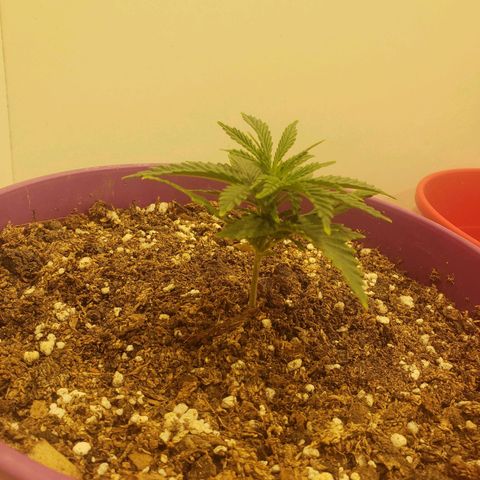 Maceta Violeta 4L growlog timeline photo