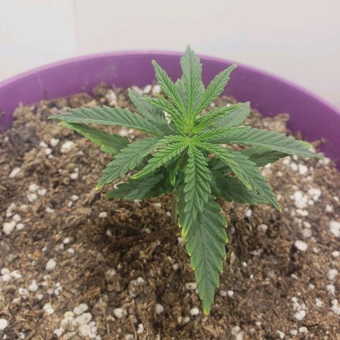 Maceta Violeta 4L growlog timeline photo
