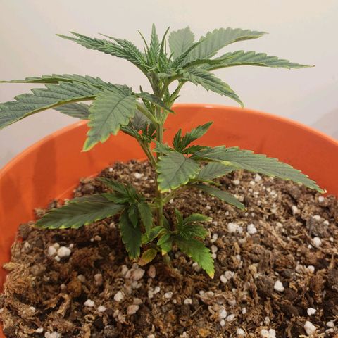Maceta Naranja 4L growlog timeline photo