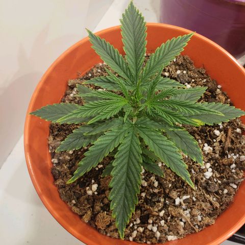 Maceta Naranja 4L growlog timeline photo