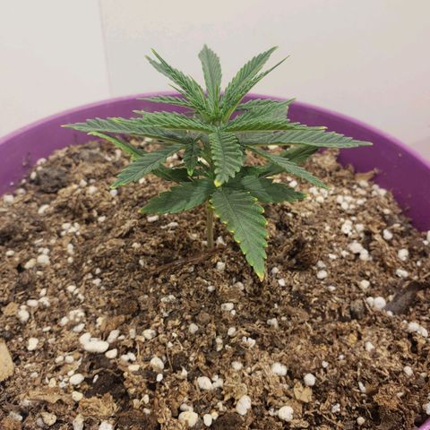Maceta Violeta 4L growlog timeline photo