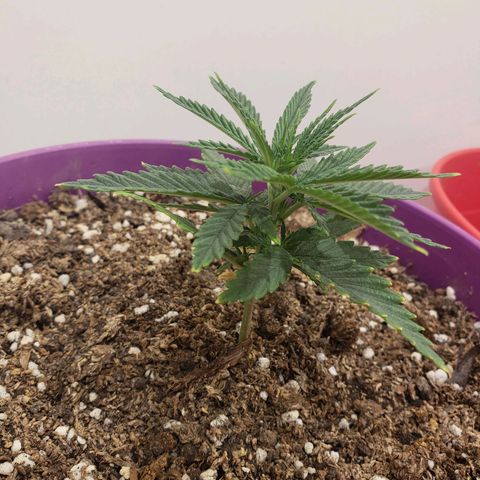 Maceta Violeta 4L growlog timeline photo