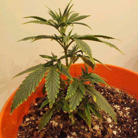 Maceta Naranja 4L growlog timeline photo