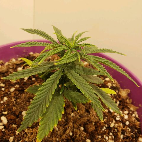 Maceta Violeta 4L growlog timeline photo