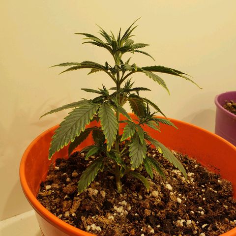Maceta Naranja 4L growlog timeline photo
