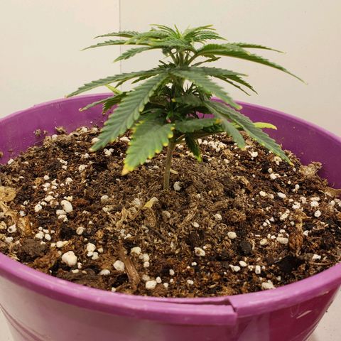 Maceta Violeta 4L growlog timeline photo