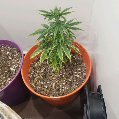 Maceta Naranja 4L growlog timeline photo