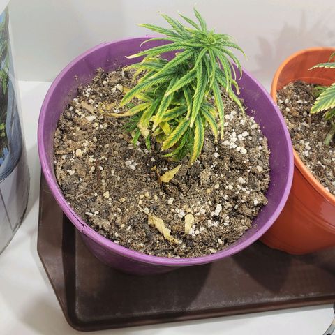 Maceta Violeta 4L growlog timeline photo