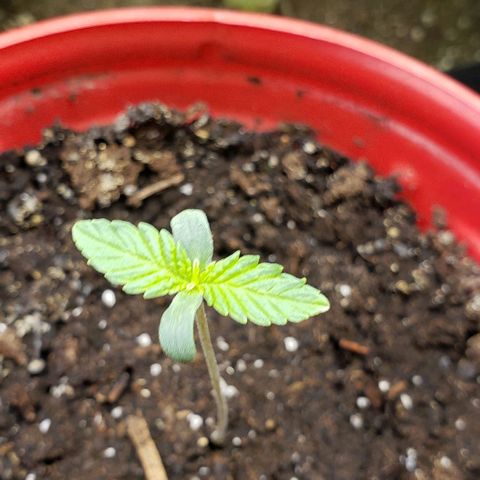 Tropicana Poison (Judy) growlog timeline photo