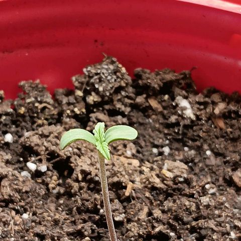 Mildred (double grape) growlog timeline photo