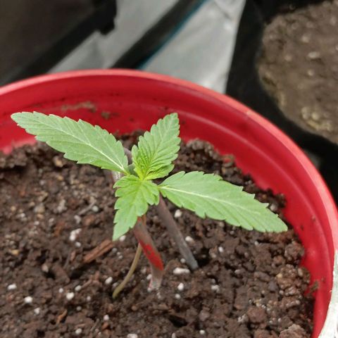 Tropicana Poison (Judy) growlog timeline photo