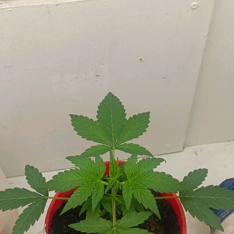 Tropicana Poison (Judy) growlog timeline photo