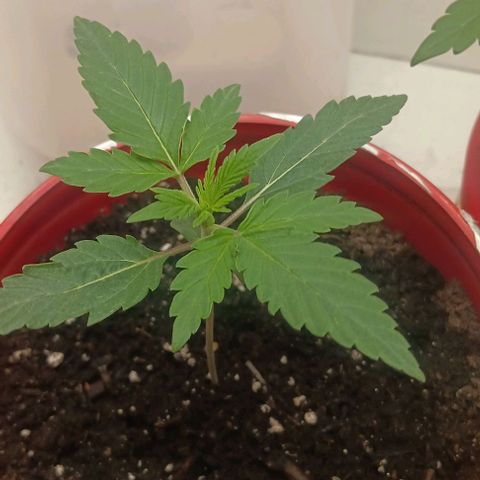 Mildred (double grape) growlog timeline photo