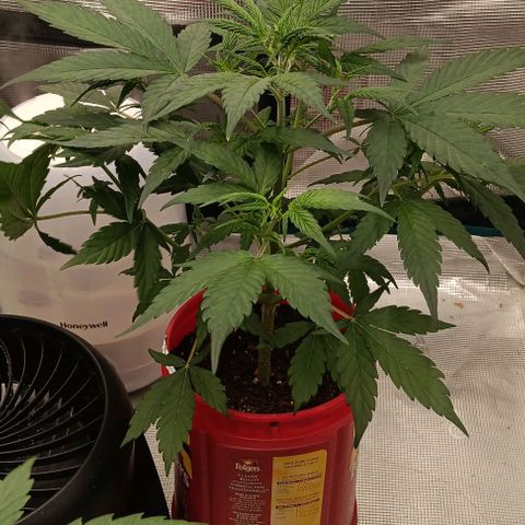 Tropicana Poison (Judy) growlog timeline photo