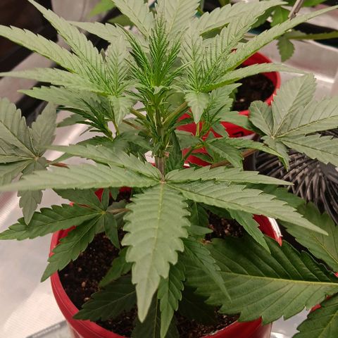 Mildred (double grape) growlog timeline photo