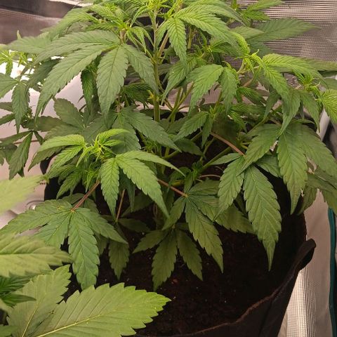 Tropicana Poison (Judy) growlog timeline photo