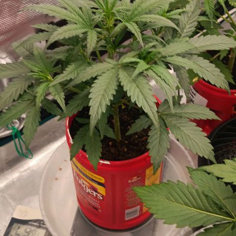 Mildred (double grape) growlog timeline photo