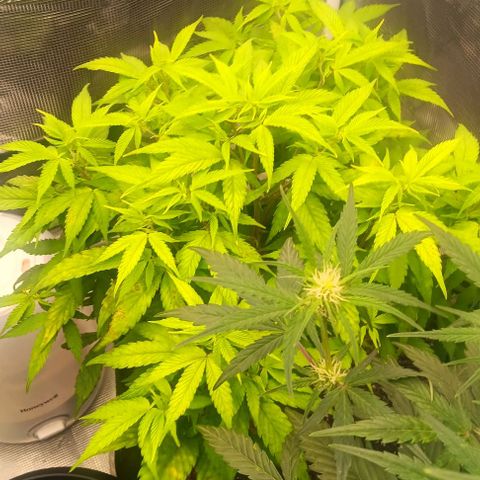 Tropicana Poison (Judy) growlog timeline photo