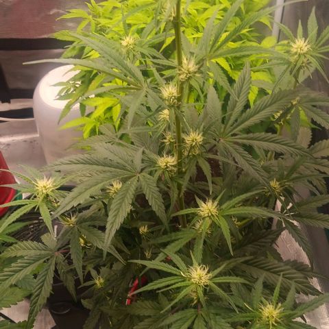 Mildred (double grape) growlog timeline photo