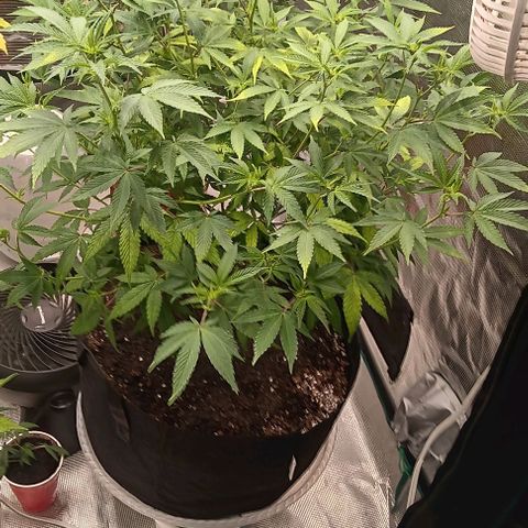 Tropicana Poison (Judy) growlog timeline photo