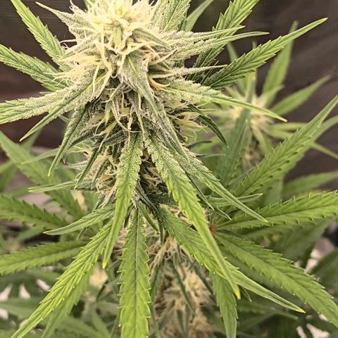 Mildred (double grape) growlog timeline photo