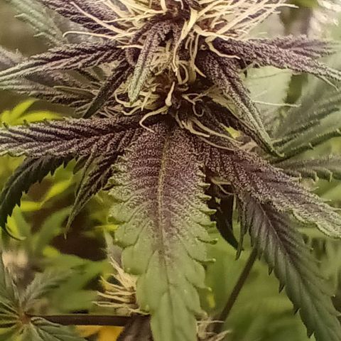 Tropicana Poison (Judy) growlog timeline photo