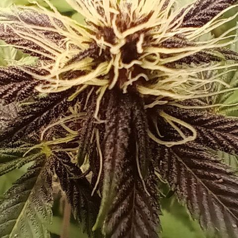 Tropicana Poison (Judy) growlog timeline photo