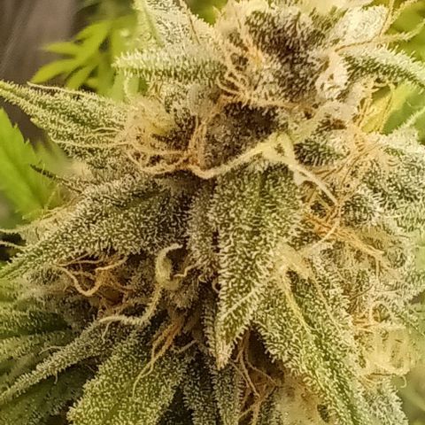 Mildred (double grape) growlog timeline photo