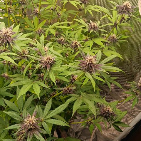 Tropicana Poison (Judy) growlog timeline photo