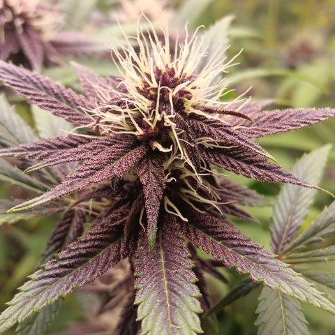 Tropicana Poison (Judy) growlog timeline photo