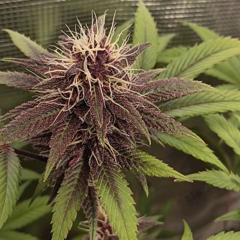 Tropicana Poison (Judy) growlog timeline photo