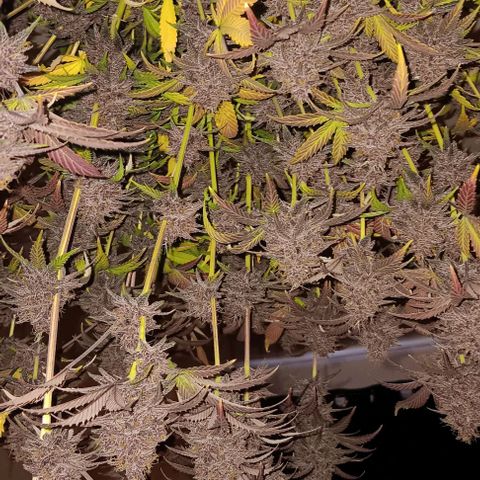 Tropicana Poison (Judy) growlog photo: Harvest day