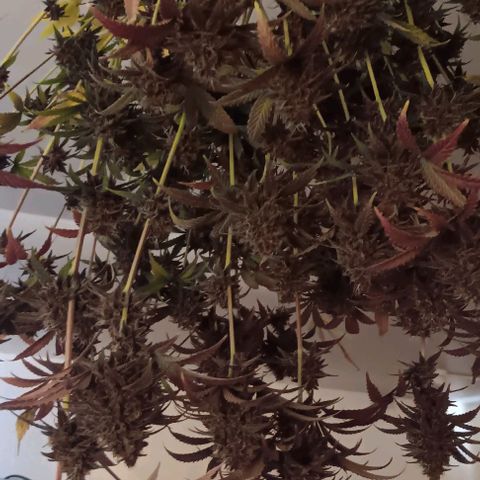 Tropicana Poison (Judy) growlog photo: Harvest day